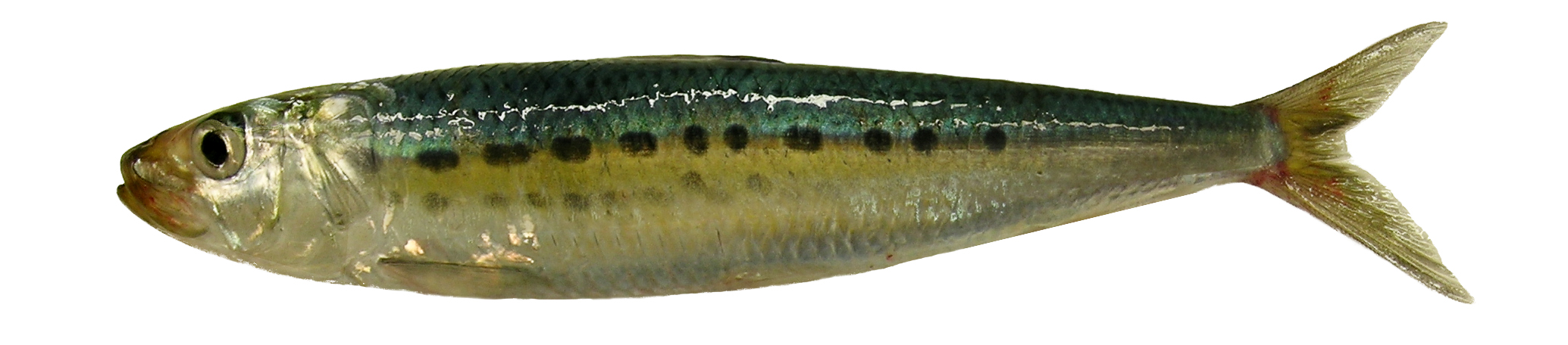 sardinha1