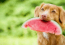 Que frutas os cachorros podem comer? Veja as proibidas e as liberadas