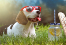 Verão 2026: Guia Completo de Cuidados com Pets Diante do Calor Extremo