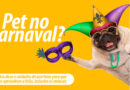 Carnaval é pra pet? Veja quais cuidados você precisa ter com cães e gatos na folia