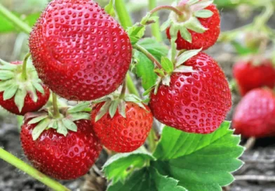 Muito além da sobremesa: o morango pode transformar sua alimentação