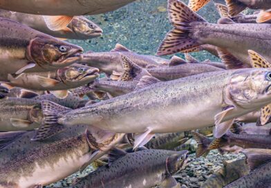 Como comprar peixe fresco sem correr risco de contaminação