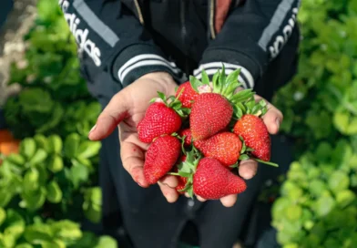 Morango ajuda no controle da glicose? Veja 5 benefícios da fruta para saúde